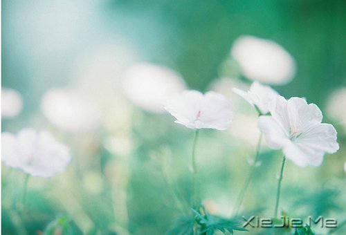 晚安心语：心复杂，世界就是迷宫 (4)
